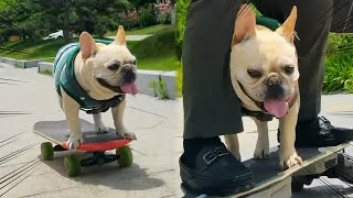 Dog Skateboard ChallengeThe dog and his owner play skateboard together the dog is very fast！ [upl. by Laurel]