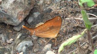 Nymphalidae Butterflies from Yungas in Bolivia part1 [upl. by Lonna]