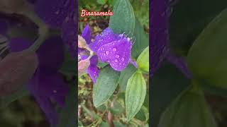 Binara mal බිනර මල් nature [upl. by Little]