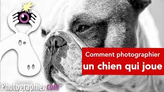 Comment photographier un chien qui joue conseils amp astuces [upl. by Eckardt]