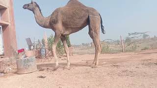 रेगिस्तान का जहाज़ CAMEL 🐪 [upl. by Trescha]