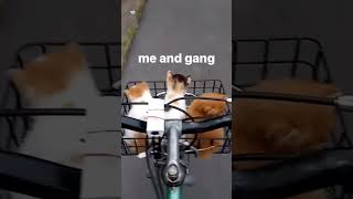 Sweet cats riding bikes funnyvideos bike catsriding catlover funny [upl. by Harifaz654]