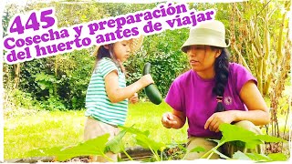 🌱 Cosecha y preparación del huerto antes de viajar 🌱  Mandarina con Mate [upl. by Dalury]