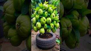 Wow Double your Guava Tree harvest with these new planting methods satisfying farming shorts [upl. by Egerton]