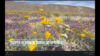 Super Bloom 2024 Borrego Springs [upl. by Sidonia]