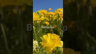 Buttercup 💐 Ranunculus acris Free Techniques and Tips on Flowers amp More Ideas [upl. by Anelleh]