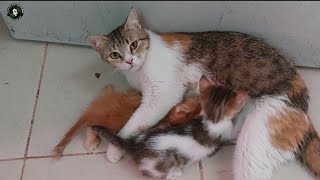 Mother Cat breeding kittens 😸 subscribe [upl. by Eilesor]