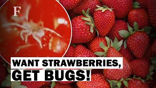 Strawberries Packed With Microscopic Bugs [upl. by Jacynth]