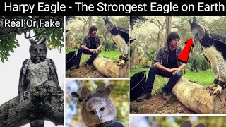 Harpy Eagle  The Strongest Eagle on Earth  Harpy Eagle Real or Fake [upl. by Fablan]