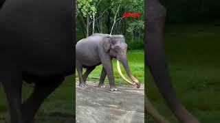 Hathi mera Sathi shorts viral yt shorts [upl. by Vivyanne590]