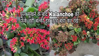 Kalanchoe को अगले सीजन तक के लिऐ ऐसे बचा कर रखे Save Kalanchoe for new season n tips for summer care [upl. by Cristoforo]