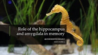 Role of the Hippocampus and Amygdala in Memory [upl. by Rothberg]