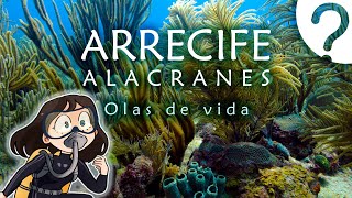 Arrecife Alacranes Olas de vida Documental [upl. by Ardnosac]