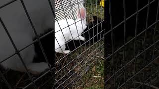 Кролики Справился кролики bunny rabbitry animals rabbitfarming cute pets cuteanimals [upl. by Shalom]