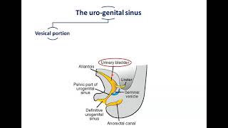 Development of the Urinary Bladder  Dr Ahmed Farid [upl. by Ahtael339]