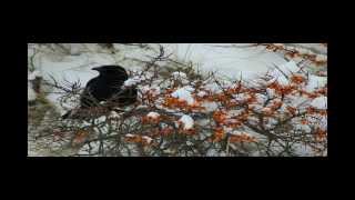 Schneespaziergang über die Insel JUIST im Januar 2014 [upl. by Llehcar]