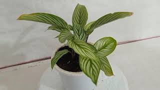 Calathea Vittata Plant [upl. by Erida]