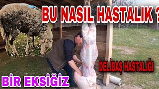 KOYUNUM DÖNEK DELİBAŞ OLDU  KESMEK ZORUNDA KALDIK [upl. by Latsyc]