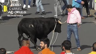 AS Melhores Touradas 2018 Parte 10 Ilha Terceira AÇORES [upl. by Bushey]