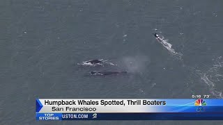 Humpback whales draw crowds near Golden Gate Bridge [upl. by Cherry]