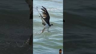 Crazy Osprey dives to the surface of water and misses fish ospreys eagle birds shorts [upl. by Aicsila361]