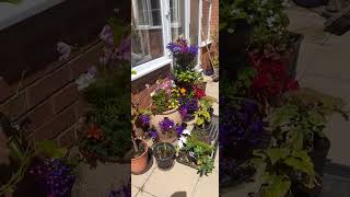 Summer uk garden viral uk garden nature sun summer gardening [upl. by Averi690]