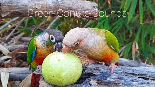 Green Conure singing sounds  My green cheek conure parrot bird singing sounds in the forest [upl. by Isaak]