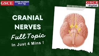 Cranial Nerves  Super Easy Short Trick  By Preetha Maam  Cranial Nerves List  Biology Class [upl. by Eilah]