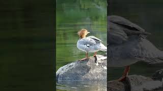 Mergansers Quick Getaway shorts wildlife nature adventure canoe camping birds relaxing [upl. by Aiekram453]