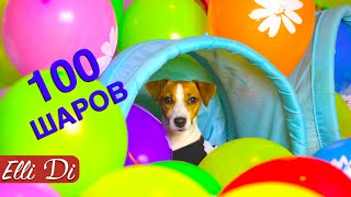 100 ВОЗДУШНЫХ ШАРОВ ДЛЯ СОБАКИ ДЖИНА ПРАЗДНИК  Elli Di Pets [upl. by Maryanna]