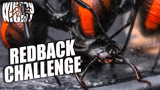 Redback Spider VS Confused Flour Beetle [upl. by Dede]