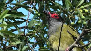 Australasian Figbird 47 [upl. by Rosenkrantz162]