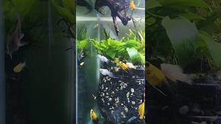 MOLLIES FISH DAILY VLOG aquarium [upl. by Crysta]