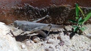 Langosta migratoria oavando eierlegende Heuschrecke egglaying Locust Anacridium aegyptium [upl. by Korten]