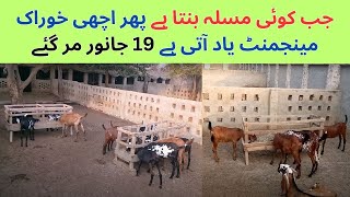 Bakriyon Par Enterotoxemia Ka Hamla  Goat Health Care Treatment Tips [upl. by Liagiba810]