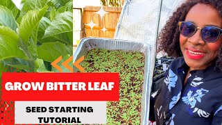 Unlock the Secret to Getting Bitter Leaf Seeds to Sprout Grow African Bitter leaf Plant Abroad [upl. by Floria575]