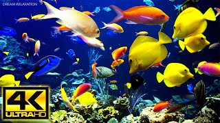 Acuario 4K VIDEO  Hermosos peces de arrecife de coral  Música de meditación relajante para dormir [upl. by Zenas563]