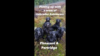 Gundogs Picking up with Labrador Retrievers on Driven Shoots Pheasant  Partridge [upl. by Vary]