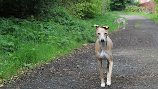 IG Nose Work A Fun and Challenging Activity for Sleek Canines [upl. by Nyleahcim]