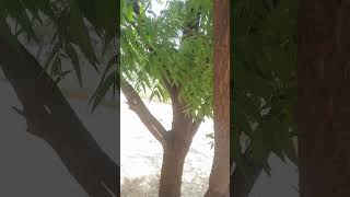 Neem Tree Benefits [upl. by Christabella]