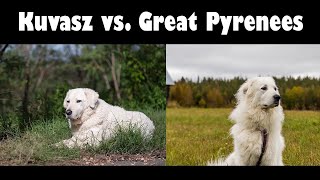 Podcast 134 Great Pyrenees vs Kuvasz  How to tell the difference [upl. by Aryam]