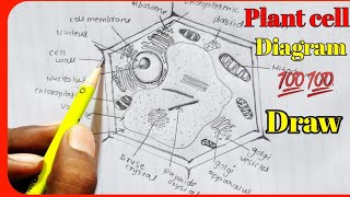 How to draw Plant cell labelled diagram  Class 1112 plant cell diagram easily draw [upl. by Regina]