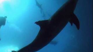 scuba diving with 15 dolphins in Hurghada Egypt [upl. by Mellman612]