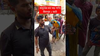 মানুষের মত বড় পাখি মিরপুর ১ হাটে  পাখি  Pakhi  Mirpur 1 Pakhir Hat  টিয়া পাখি  Tia pakhi short [upl. by Dyun]