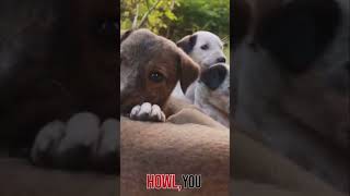 Adorable Puppies Barking Compilation shorts [upl. by Aihsened]