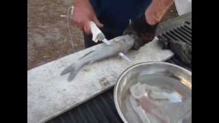 15 Second Example on How to Fillet A Catfish With an Electric Knife [upl. by Karsten795]