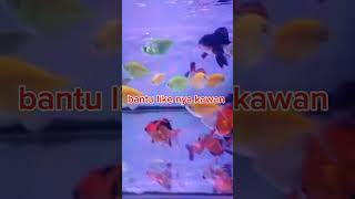 Koki oranda tricolor infoikanhias ikan goldfish KokiriGamingikanhias [upl. by Aisatnaf]