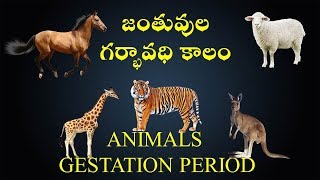 Animals Gestation Period [upl. by Mosnar570]