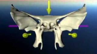 Esfenoides en el movimiento craneosacral [upl. by Lakin673]
