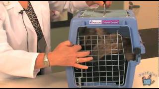 Tips for taking your cat to the veterinarian [upl. by Web865]